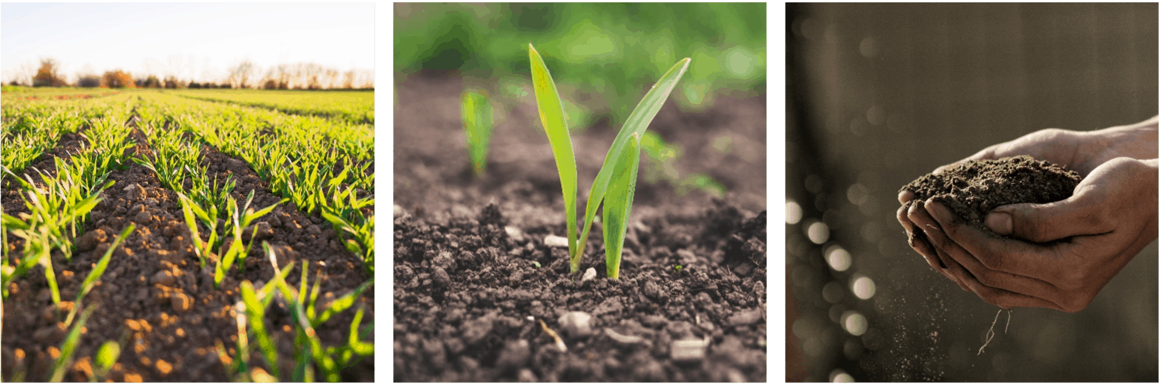 Soil sampling, Leaf sampling