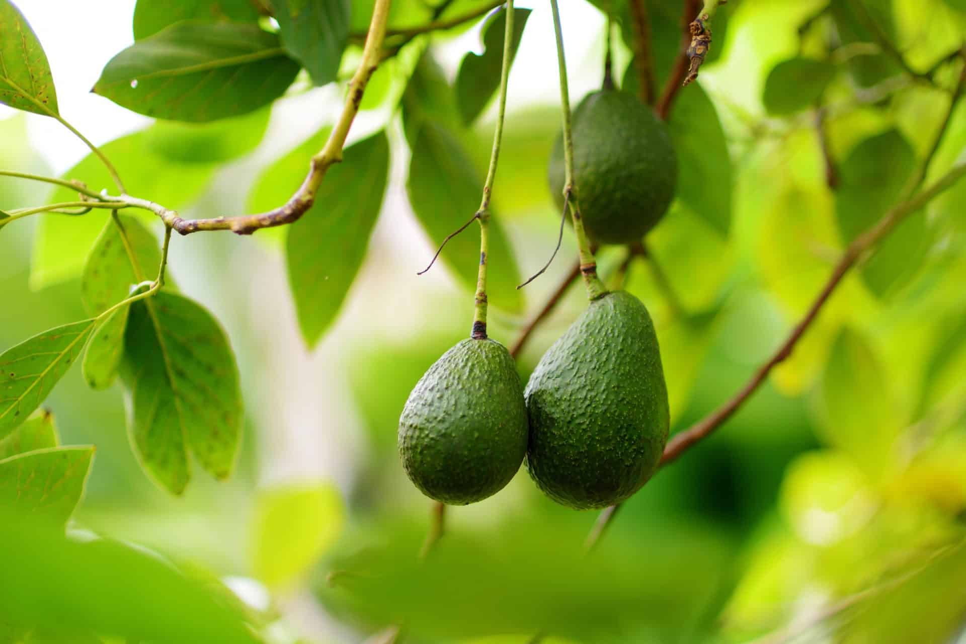 avocado-what-is-happening-in-spring-agri-technovation