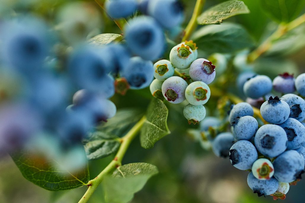 Carbohydrates on blueberries