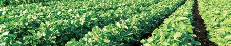 Inoculation of soybeans