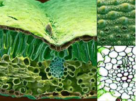 Nutrient Foliar 