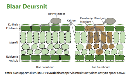 Kalsium