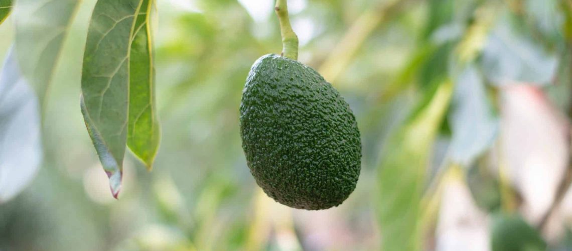 Avo-unsplash