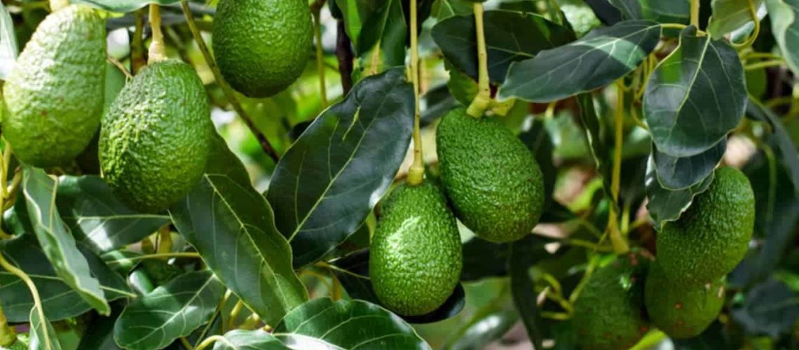 Avocado-tree-3