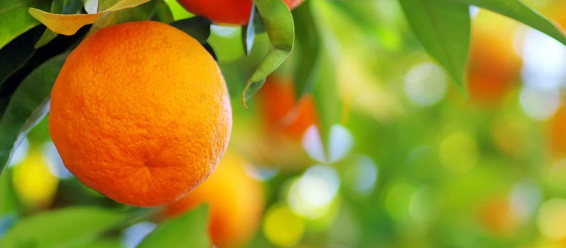 Citrus_shutterstock_199836056_RGB-300dpi-copy