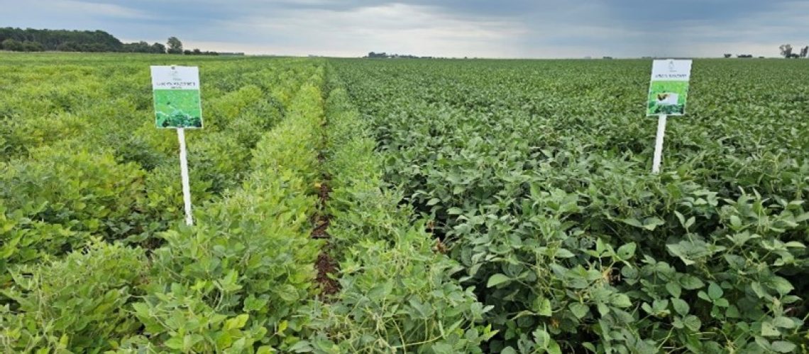 Inoculation of legumes