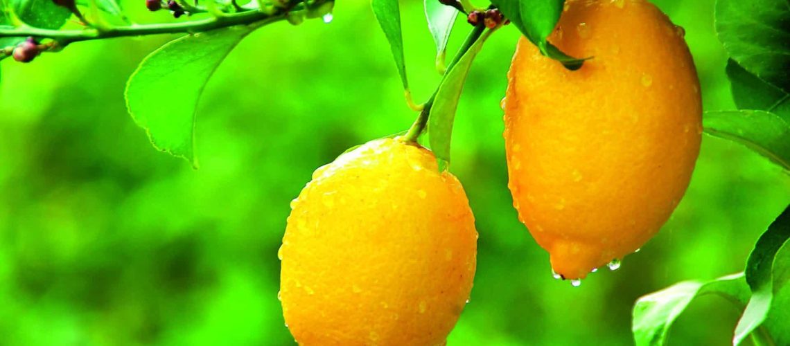Lemons_shutterstock_99625619_CMYK 300dpi