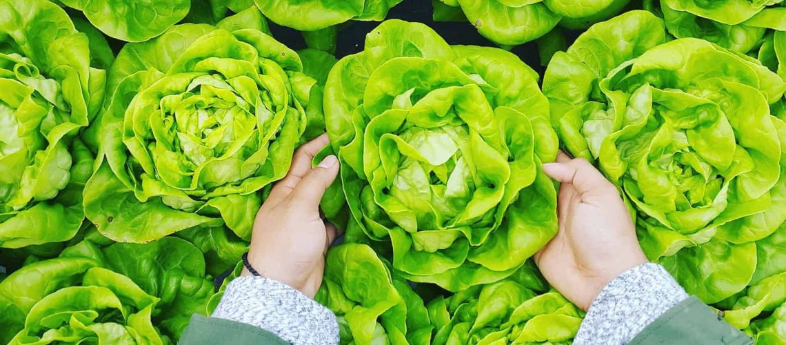 Lettuce