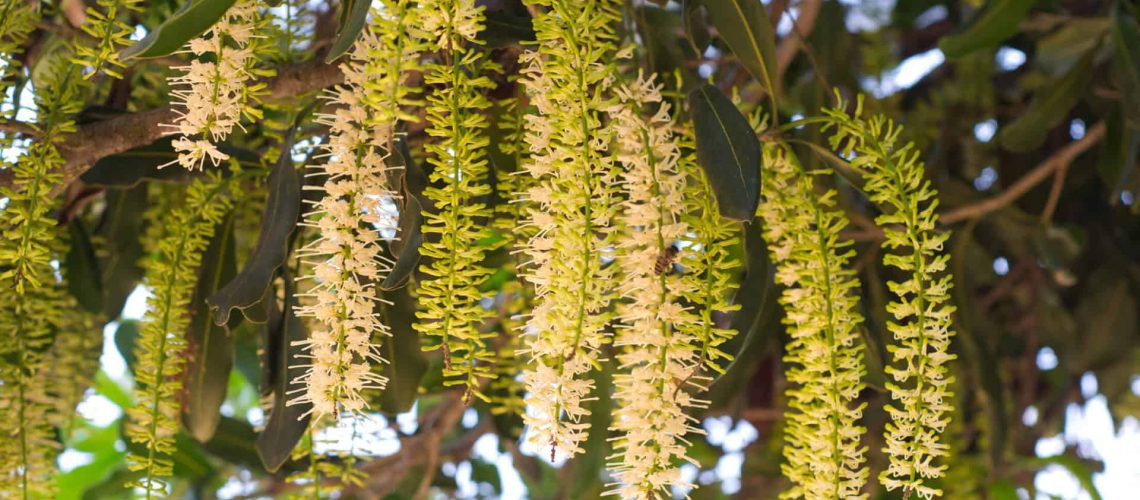 Macadamia flowers_shutterstock_95584840_RGB 72dpi