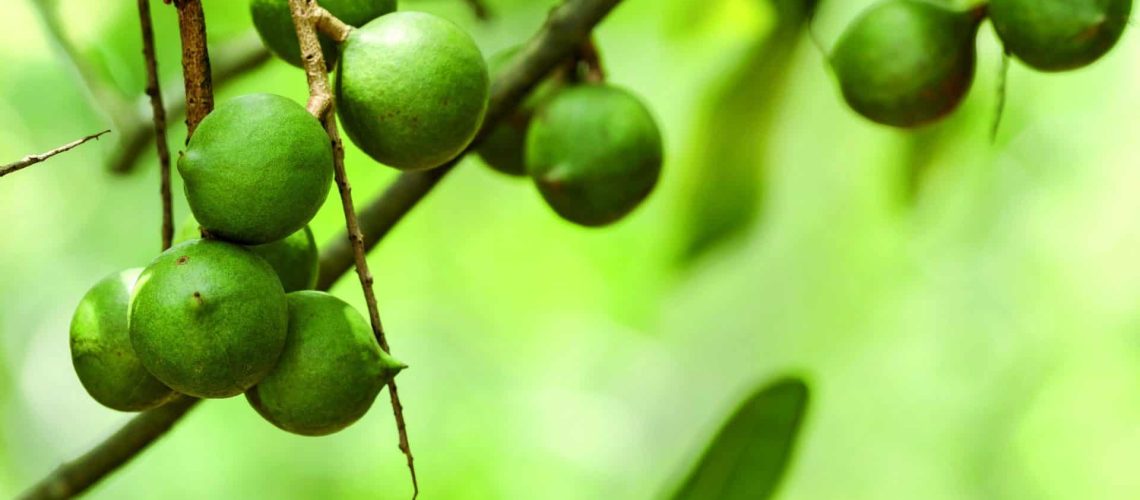 Macadamia-nuts_shutterstock_206852488_CMYK-300dpi