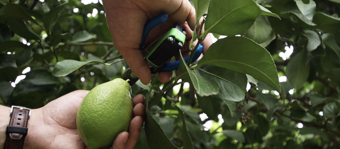 PICKLOGGER™