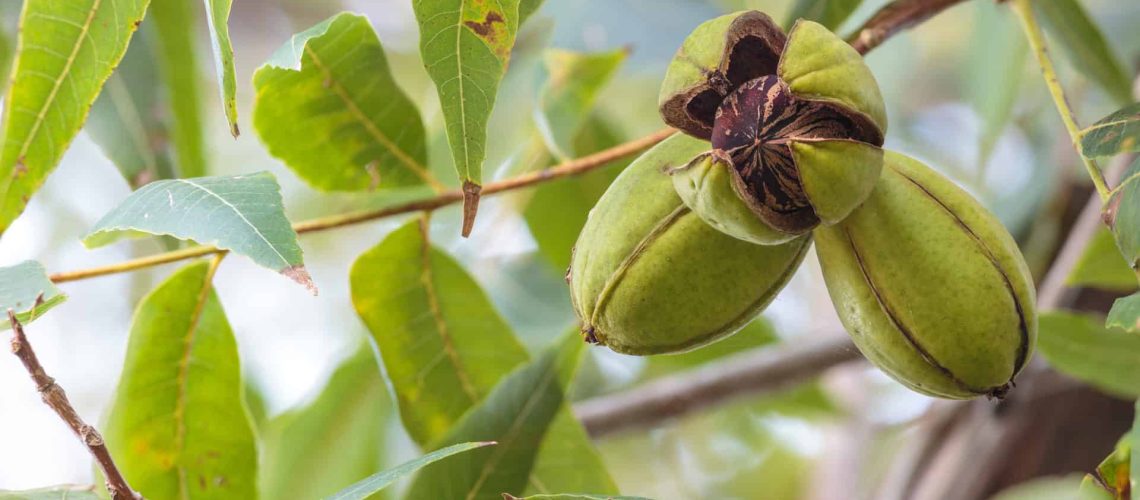 Pecans_shutterstock_722054527_RGB 300dpi