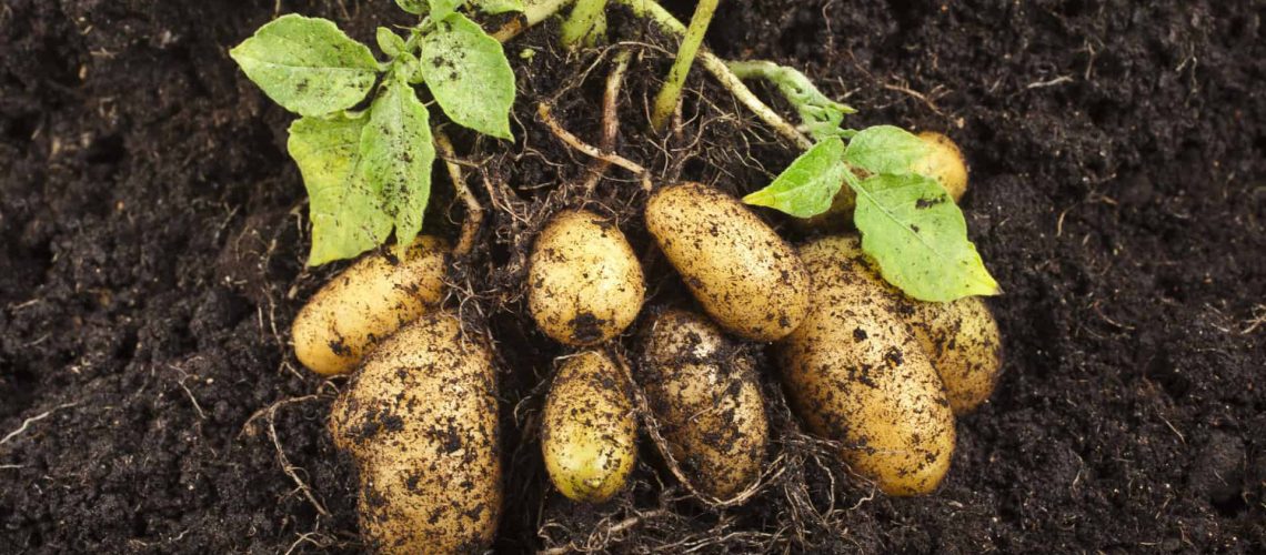 Potatoes_shutterstock_146377145_RGB 300dpi