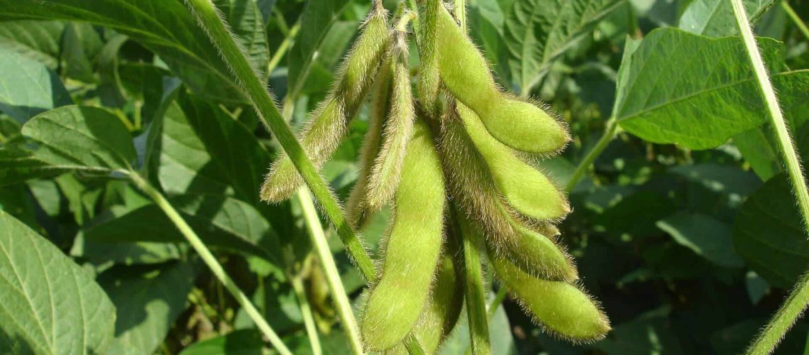 SOYA