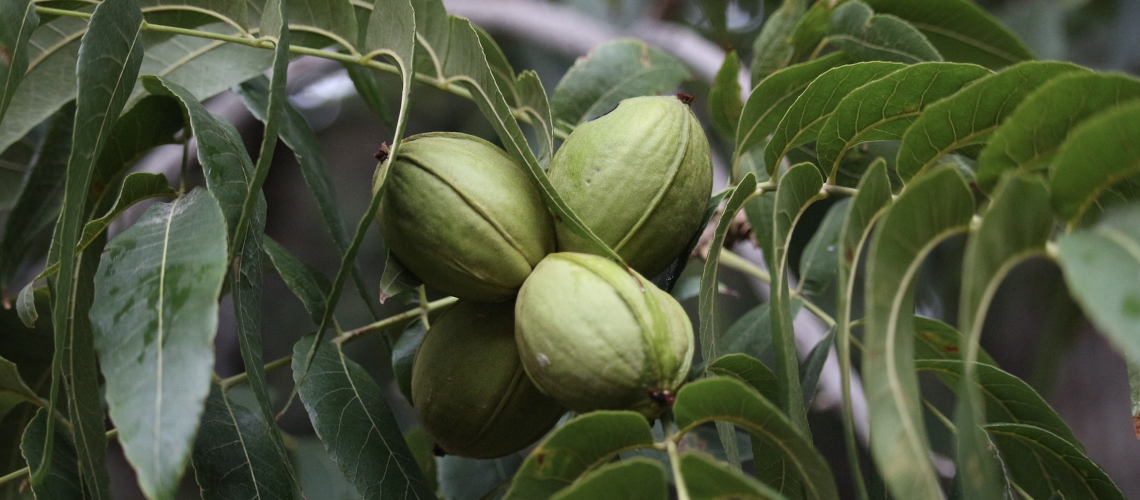 Koolhidrate
