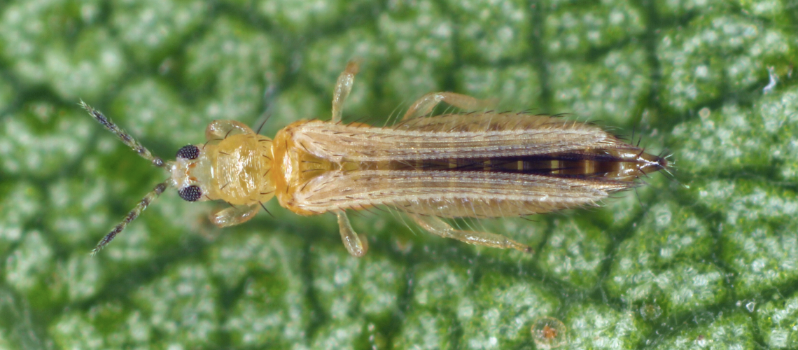 Pesticide Efficacy