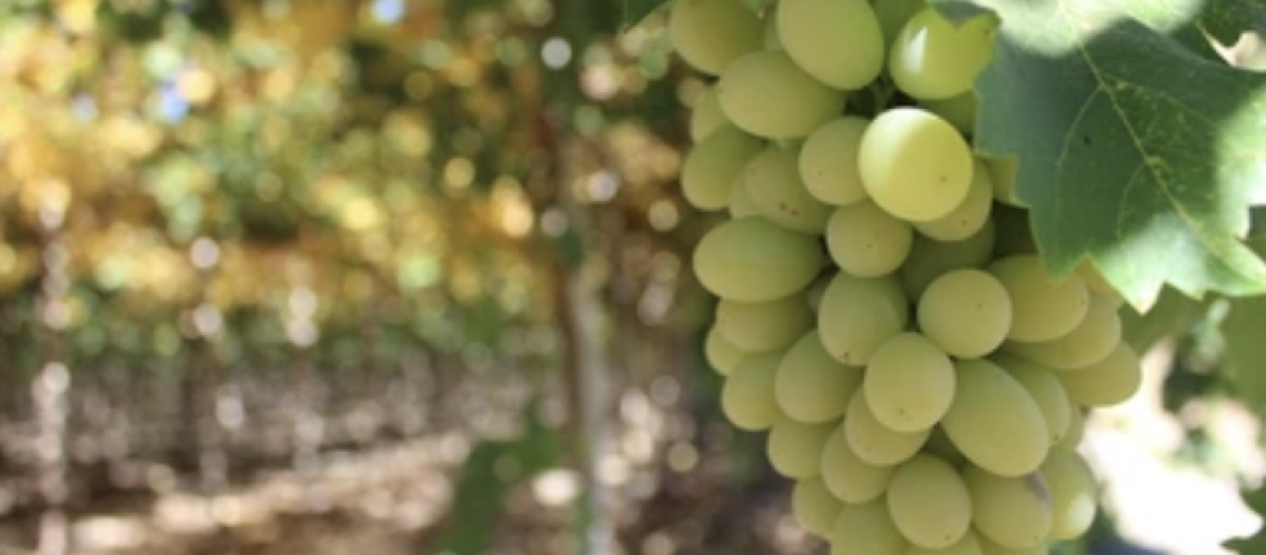 Table Grape