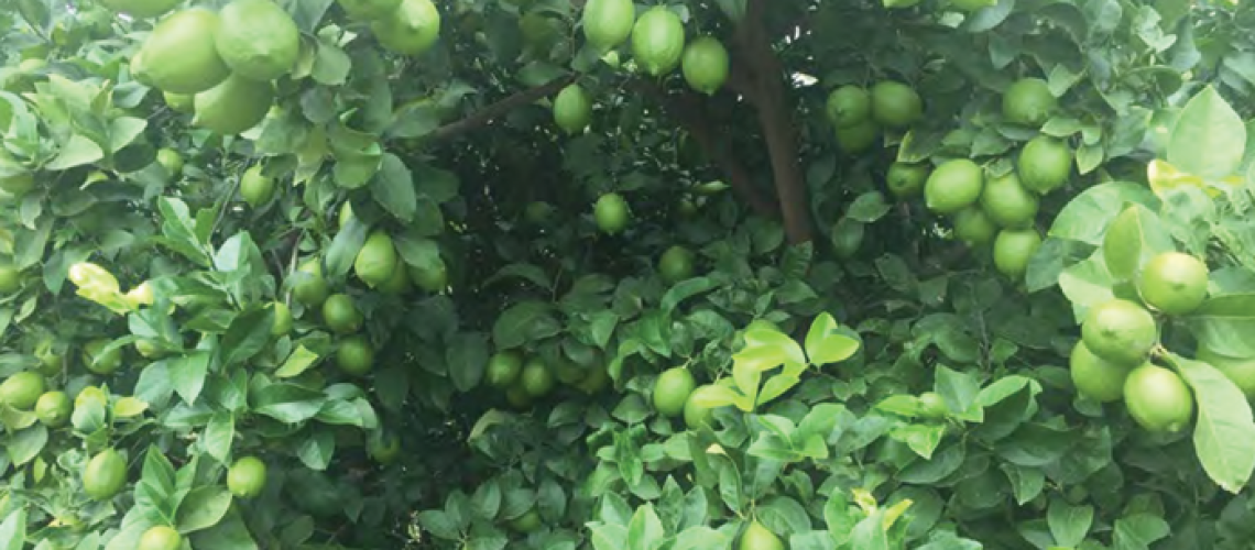 Foliar calcium for fruit crops Cover