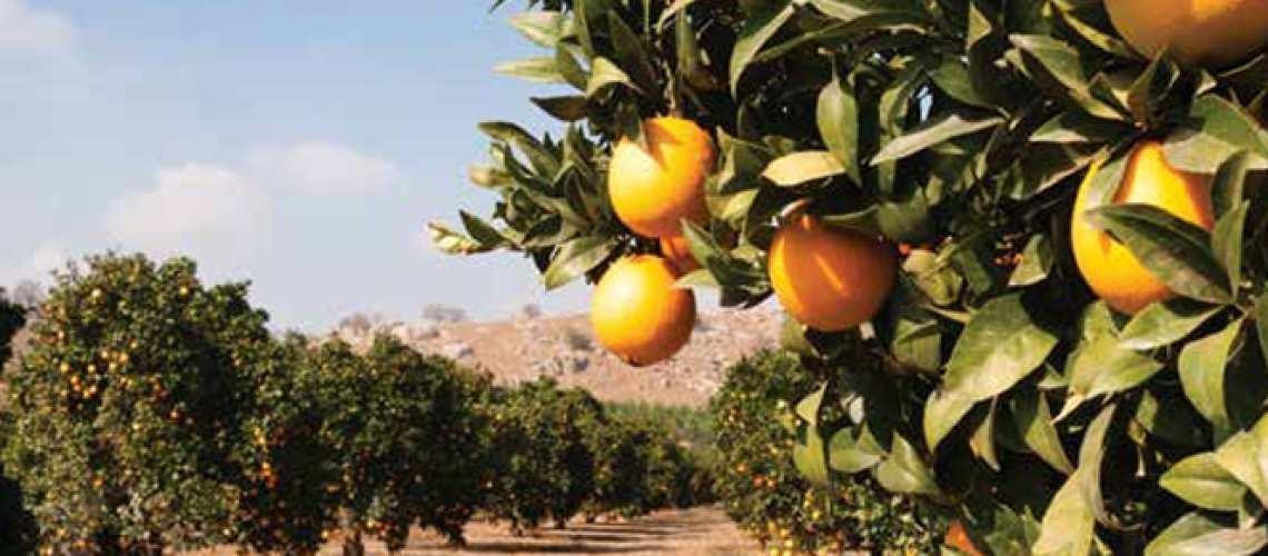 Citrus Cover