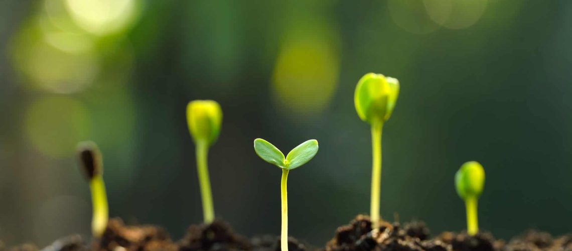 Soil with green sprouts_shutterstock_363270434_RGB 300dpi