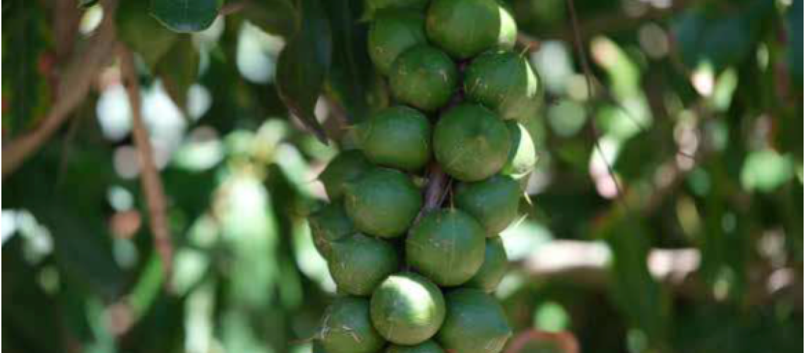 Makadamia