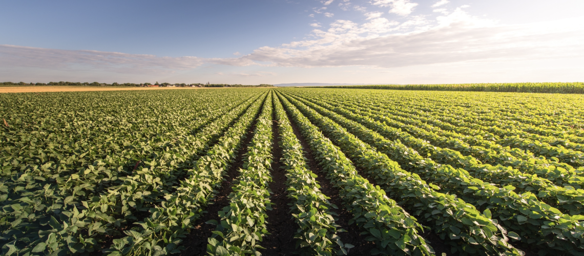 Soy bean Cover