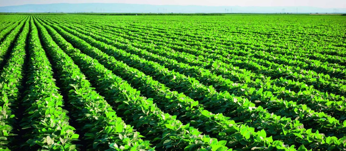 Soya field_1