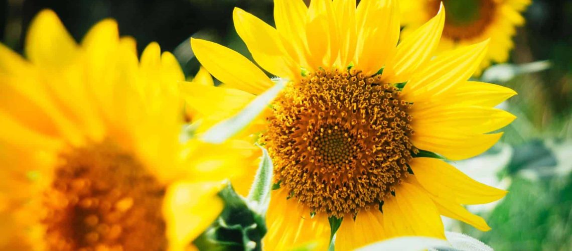 Sunflower (3)