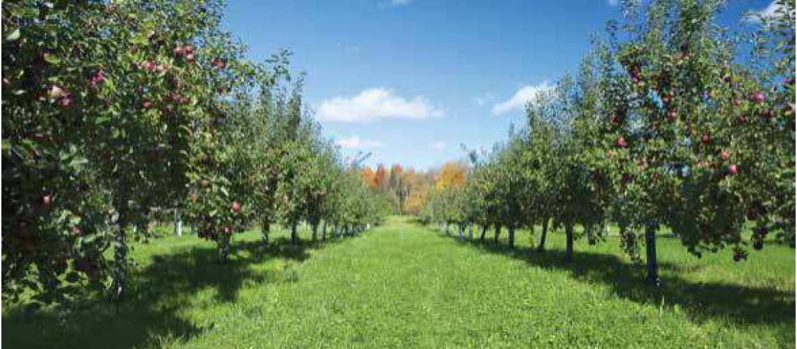 Irrigation