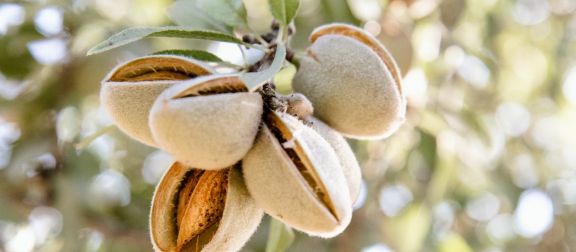 Almonds