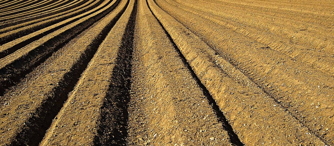 Wheat_Green (11)