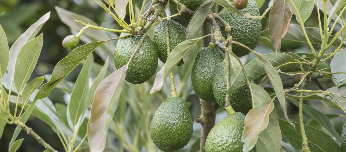 Avokado koolhidraatontledings