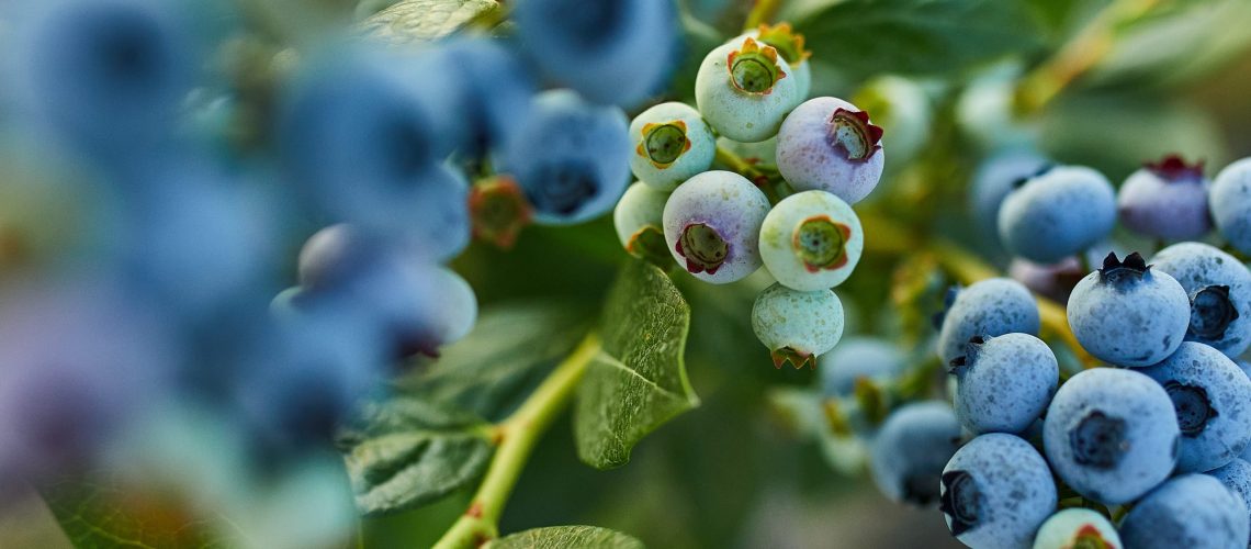 Carbohydrates on blueberries