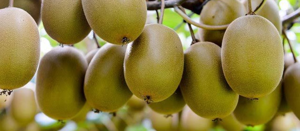 kiwi sungold