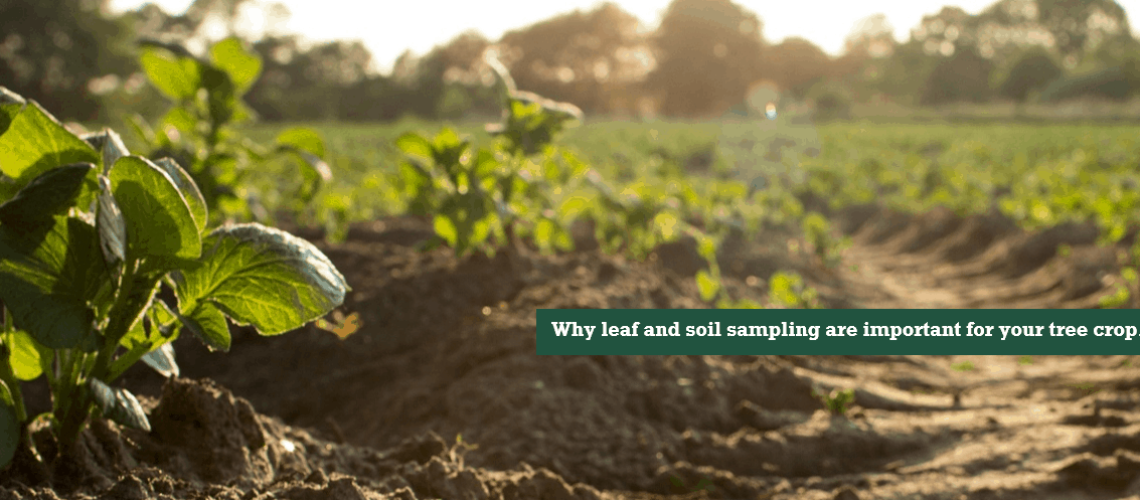 leaf and soil smapling